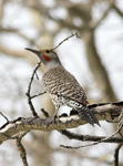Northern Flicker